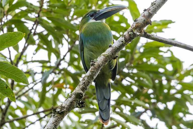 From Cusco: 4-Day Manu Cloud Forest Birdwatching Tour