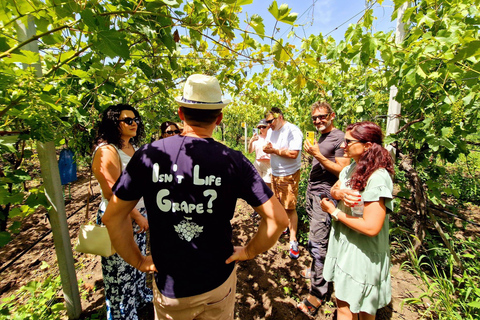 From Yerevan: Winery Tour with Wine Tasting and Dinner