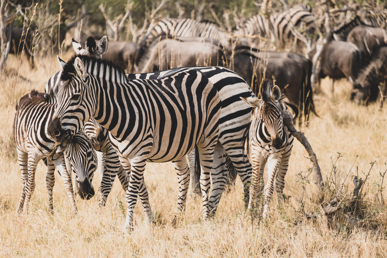 Rhino Walk & Game Drive Safari in Mosi oa Tunya NP