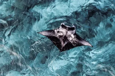 From Ceningan: Snorkeling with Manta Rays at Manta Point