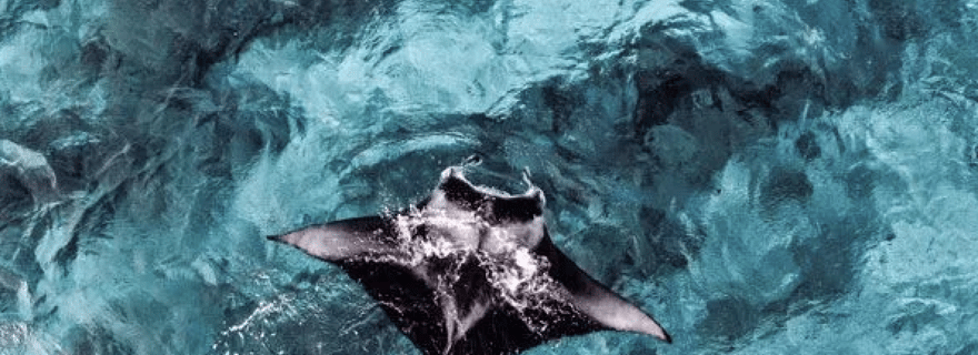 Depuis Ceningan : plongée avec tuba parmi les raies manta et visite terrestre