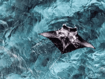 From Ceningan: Snorkeling with Manta Rays at Manta Point