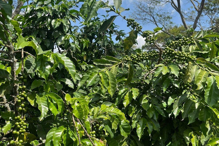 Nairobi: Half day Coffee Farm tour with a local guide