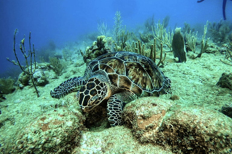 Immersioni alle Galapagos