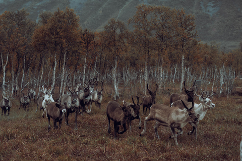 Reindeer Feeding and Sami Culture with Lunch in Autumn Tromsø: Reindeer Feeding and Sami Culture in Autumn