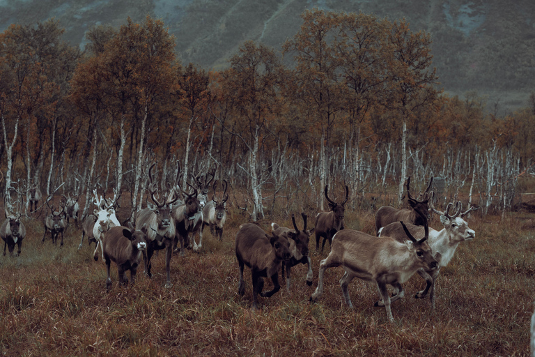 Reindeer Feeding and Sami Culture with Lunch in Autumn Tromsø: Reindeer Feeding and Sami Culture in Autumn