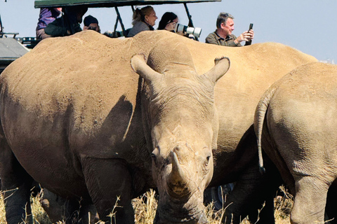 Nairobi Park Safari, Sheldrick's Orphanage & Giraffe Center Shared Drive in Open-Roof Van Game Drive