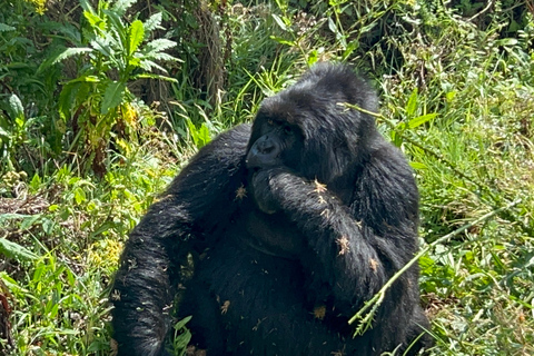 Experiencia de senderismo de 4 días por los gorilas de Ruanda y Uganda