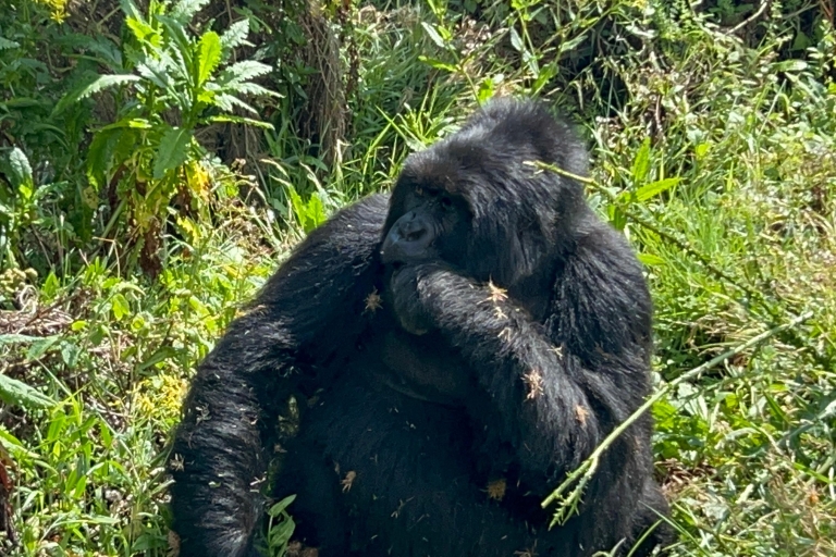 4-dniowa wycieczka Rwanda Uganda Gorilla Trekking Tour Experience