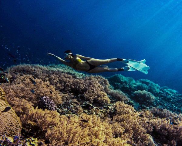 Panglao: Napaling Reef and Sardines Freediving Experience
