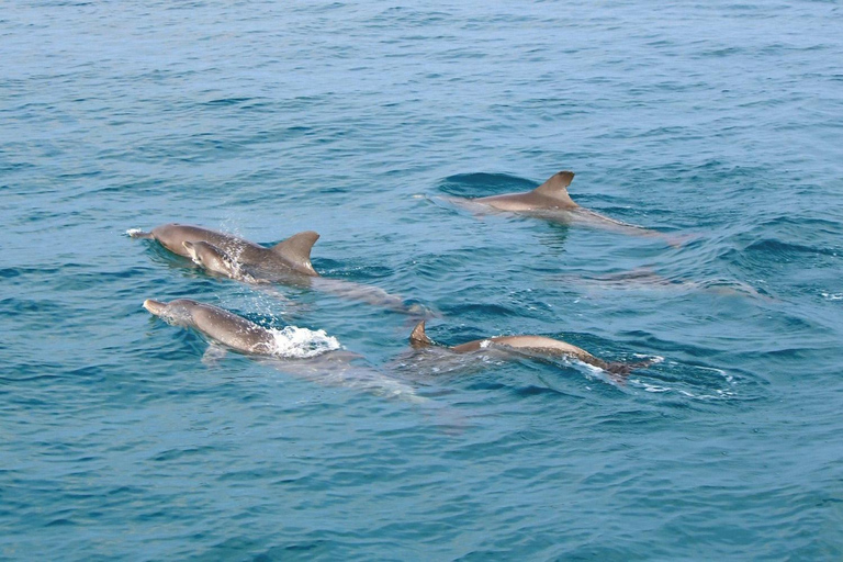 Phuket Dolphin Quest: Racha &amp; Maiton Island Expedition