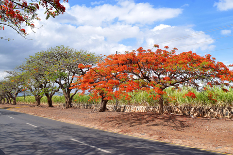 Moshi : Excursion à vélo dans les plantations de sucre