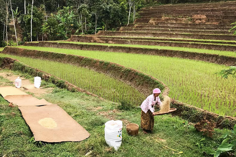 Selogriyo Temple and Java Rice Terrace Guided Trekking Tour Selogriyo Temple Java Rice Terrace Guided Trekking Tour