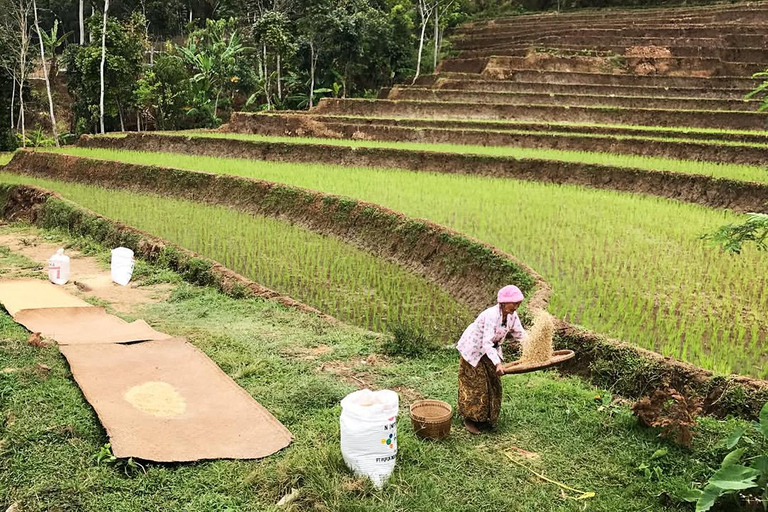 Selogriyo Temple and Java Rice Terrace Guided Trekking Tour Selogriyo Temple Java Rice Terrace Guided Trekking Tour