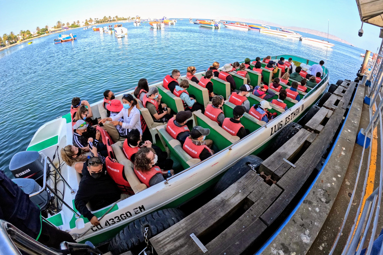 Paracas, Ballestas Islands, & Paracas National Reserve Tour from Ica