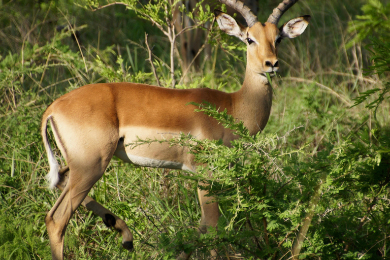 Tanzania: 2-Day Luxury Safari to Tarangire and Ngorongoro Tanzania safari