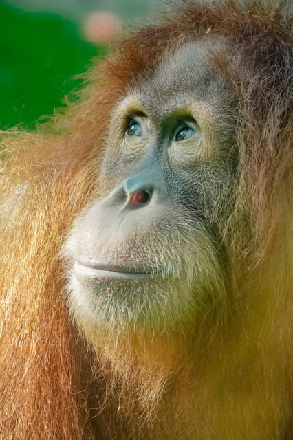 Orangutan Expedition From Bukit Lawang Connect With Nature Getyourguide