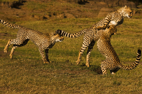 Nairobi:5Days Maasai Mara,Lake Nakuru &Naivasha Group Safari Nairobi:5-Day Maasai Mara,Lake Nakuru &Naivasha Group Safari