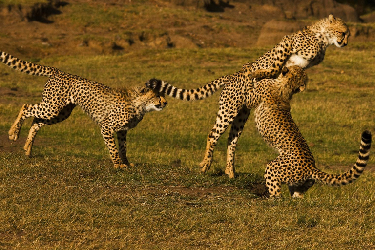 Nairobi: 6Days Maasai Mara, Nakuru and Amboseli Group Safari Accomodation Upgrade