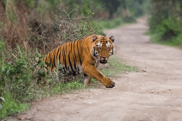 Aufregende Tagestour von Jaipur nach Ranthambore Wildlife Safari