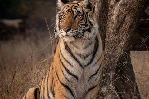 Jaipur to Agra: Ranthambore Safari with One-Way Transfer