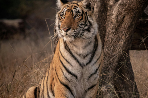 Delhi: wycieczka 1-dniowa z lunchem do rezerwatu tygrysów Sariska