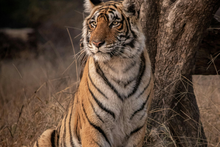 Delhi: wycieczka 1-dniowa z lunchem do rezerwatu tygrysów Sariska