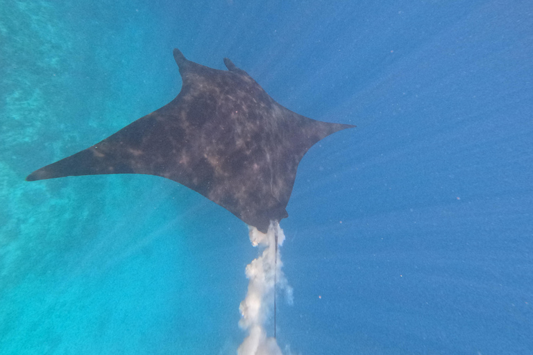 Labuan Bajo: Day Trip Snorkeling with Manta Rays and Turtles