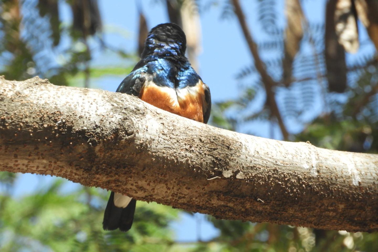 Private Nairobi National Park Drive in 4*4 landcruiser