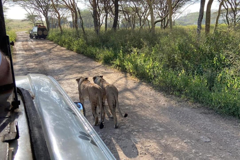 Parco nazionale di Nairobi, orfanotrofio degli elefanti e centro delle giraffeParco Nazionale di Nairobi, DSWT e Centro delle Giraffe senza ingresso