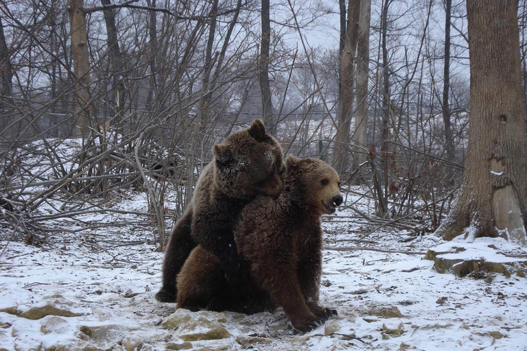 Brasov: Bear Sanctuary with Guaranteed Entry & Transfer