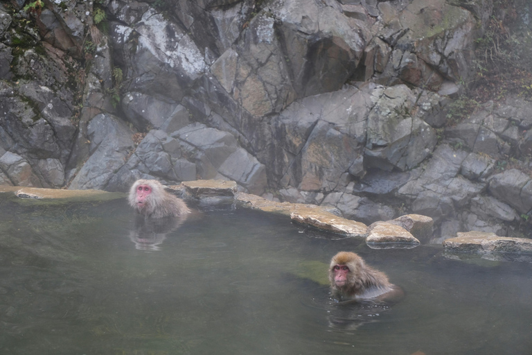 From Tokyo:Nagano Snow Monkeys Park & Hot Springs Experience