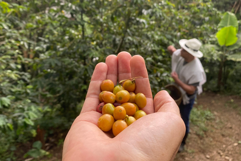 From Medellín: Half Day Private Coffee Tour