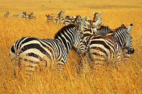 Tanzania: 2-Day Luxury Safari to Tarangire and Ngorongoro Tanzania safari
