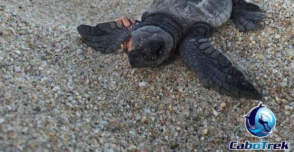 Cabo San Lucas: Baby Turtle Release Experience