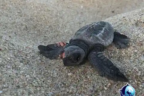 Cabo San Lucas: Baby Turtle Release Experience