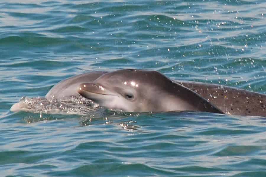 Murrells Inlet, SC: Delfinbeobachtungstour mit Blue Wave Adventures. Foto: GetYourGuide