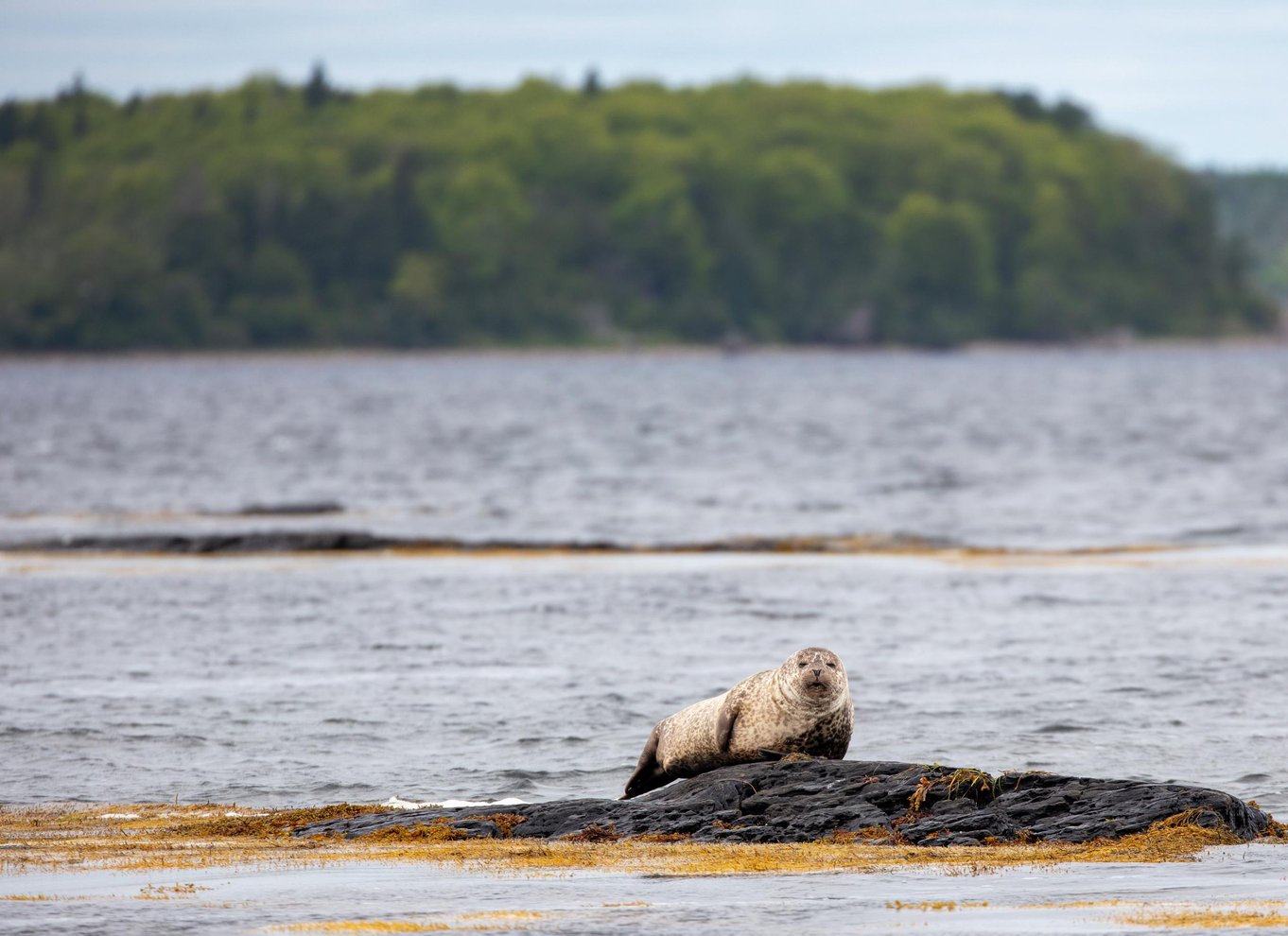 Lunenburg: Zodiac-tur med dyreliv og naturguide