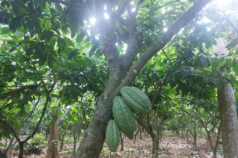 Accra: tour della piantagione di cacao e della fabbrica di cioccolato con pick-upAccra: tour di una piantagione di cacao e di una fabbrica di cioccolato con servizio di trasferimen
