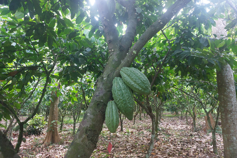 Accra: tour della piantagione di cacao e della fabbrica di cioccolato con pick-upAccra: tour di una piantagione di cacao e di una fabbrica di cioccolato con servizio di trasferimen