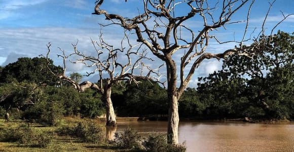Yala National Park: All-Inclusive Private Safari Day Trip