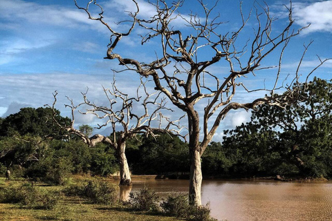 Parque Nacional de Yala: Excursión de un día a un safari privado