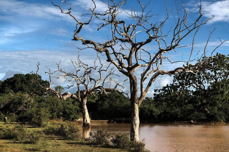 Parque Nacional de Yala: Excursión de un día a un safari privado