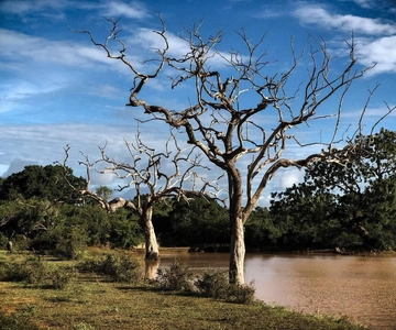 Yala National Park: All Inclusive Private Safari Day Trip