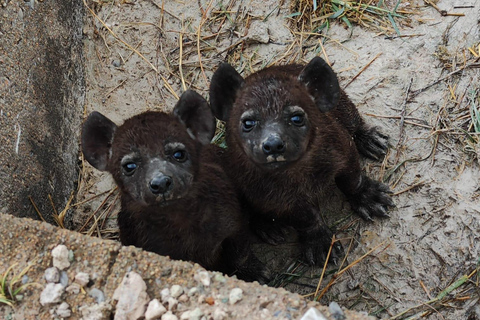 Windhoek: 3-Day Guided Safari in Etosha with Lodge