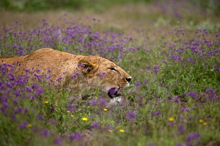 From Arusha: Tarangire National Park Private Day Safari