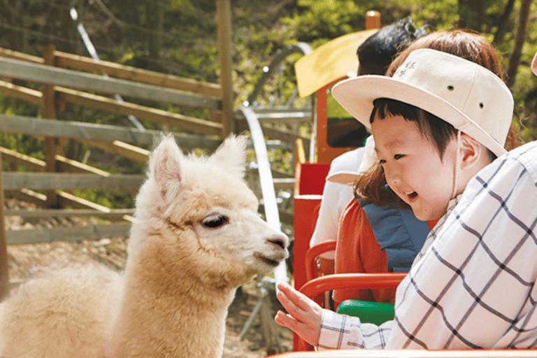 Von Seoul aus: Alpakafarm mit Bahnrad/RodelrennenRailbike-Gruppentour, Treffen in Dongdaemun (DDP)