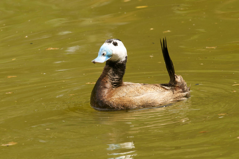 Doñana: 4x4 Trip and Exclusive Access to Coto del Rey Daily 4x4 visit to Doñana National Park