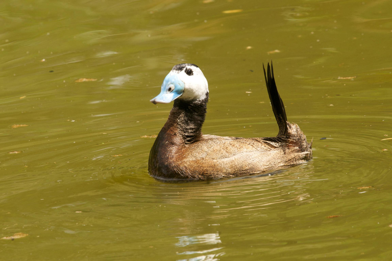 Doñana: 4x4 Trip and Exclusive Access to Coto del Rey Daily 4x4 visit to Doñana National Park