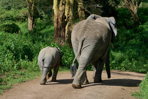 Ngorongoro Crater Day Trip Private Ngorongoro Crater Day Trip